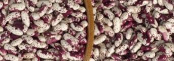 La fin des haricots
