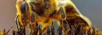 Les abeilles